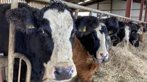 BOVINE TUBERCULOSIS: THE SILENT THREAT EVERY CATTLE FARMER MUST STOP